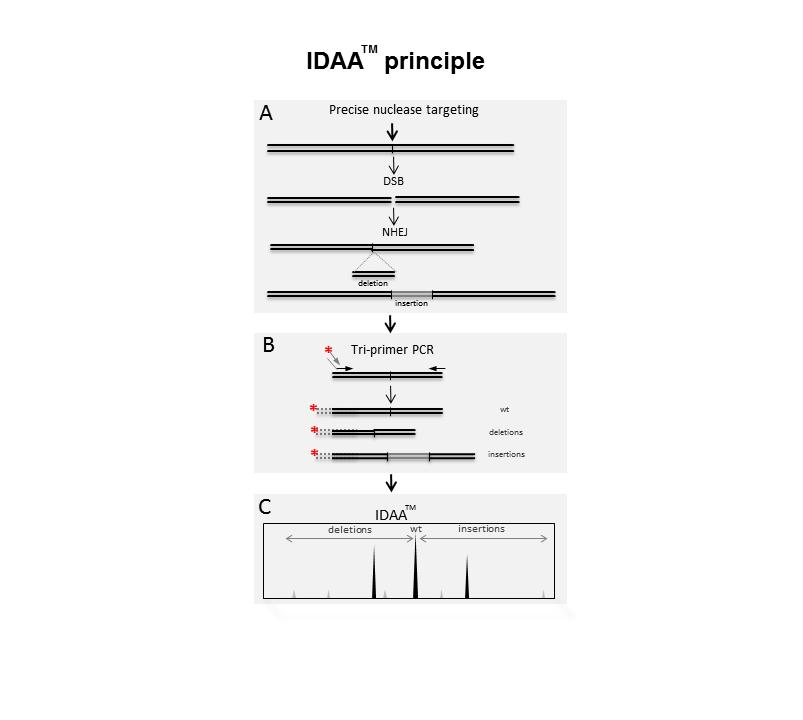 IDAA - Indel Detection by Amplicon Analysis Principle IDAA - Principle